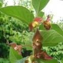 Lonicera involucrata P2B P17